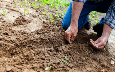 O Impacto da AHOBERO: Gerando Renda, Sustentabilidade e Desenvolvimento em Bento Rodrigues
